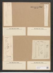 Nitzschia gracilis Hantzsch (de-Toni-Nr.: Genus 47, Species 2124) Zeichnungen Sammlung Grunow Nr. 4259 (NHMW-BOT-W0372235)